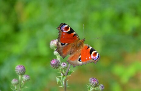 Flight wings flying flowers photo