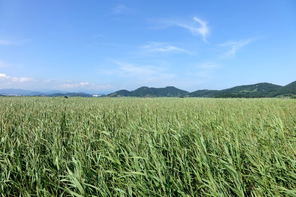 2015년 8월 3일 전라남도 순천시 순천만공원 갈대밭 20150808최광모RX10DSC01722