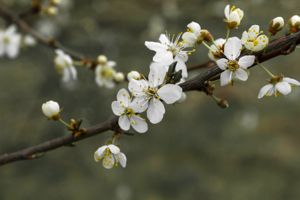 Branch cherry plant