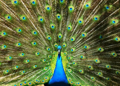 Birds tail model