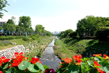 2015년 5월 23일 경기도 과천시 양재천 DSC00749