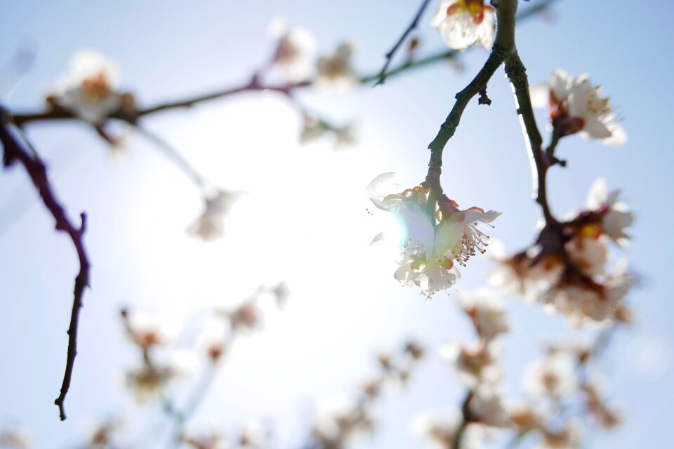 Nature flowers plants