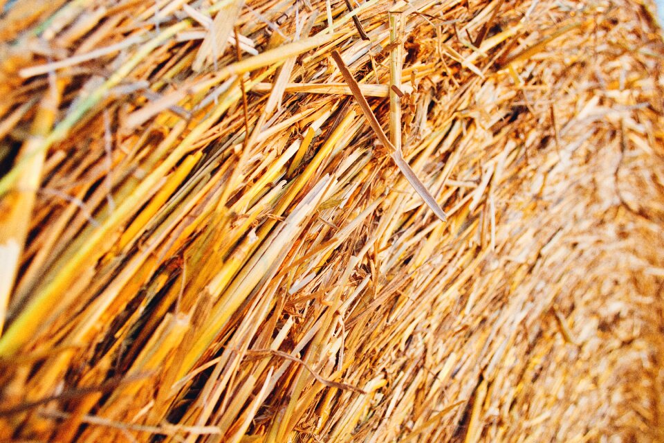 Hay farm orange farm