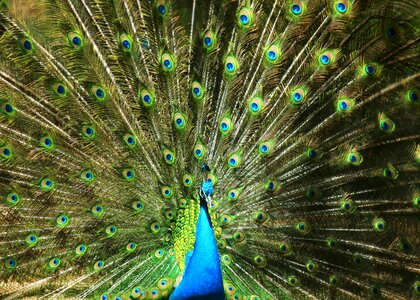 Birds peacock tail