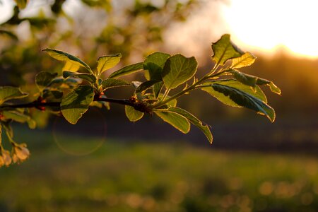 Branch nature garden