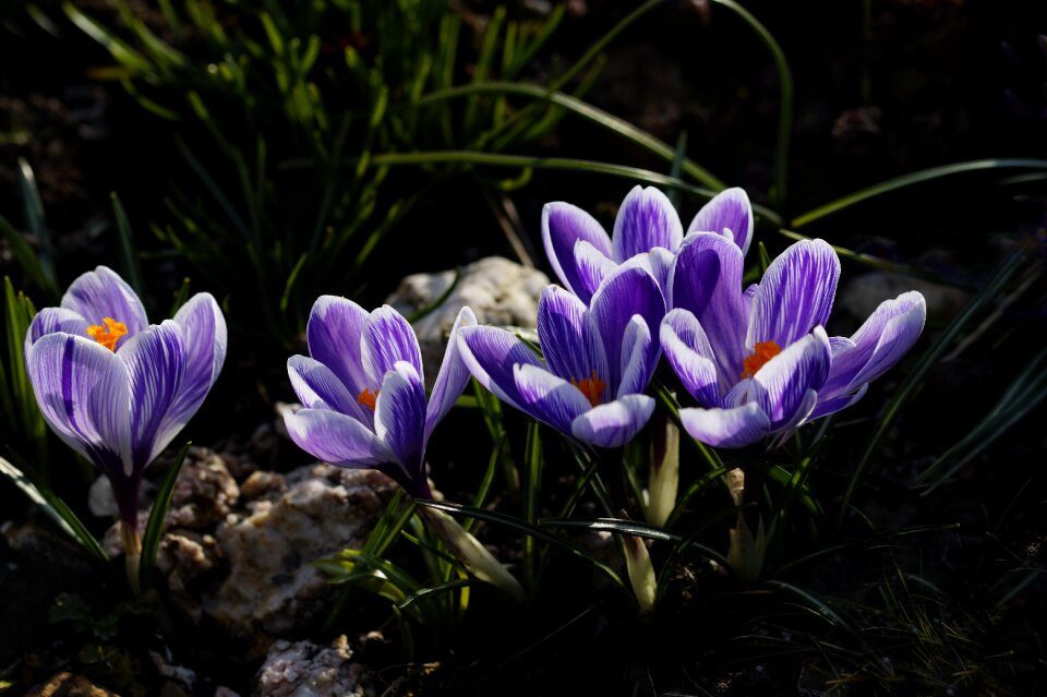 Early bloomer violet plant photo