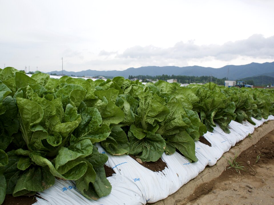 Lettuce field village