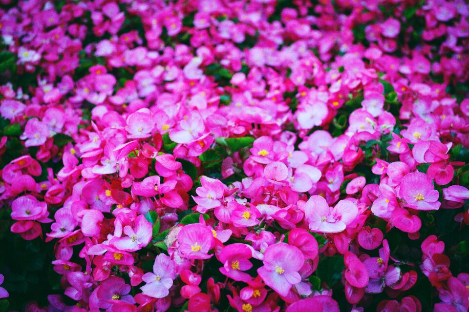 Pink flowers garden