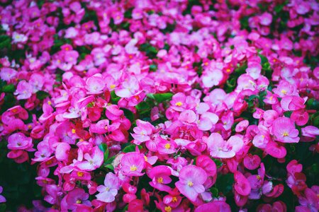 Pink flowers garden photo
