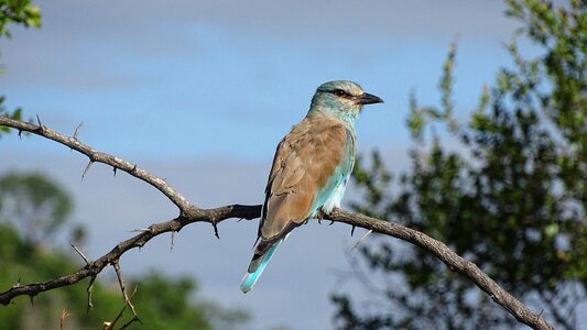 Beak pity bird photo