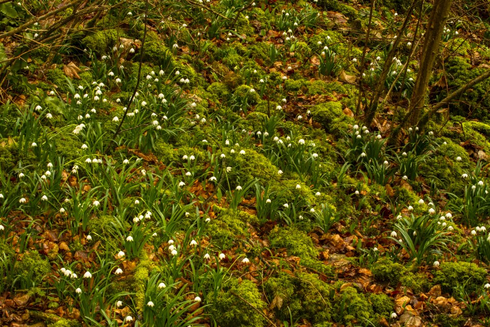 Snowdrop spring flower spring