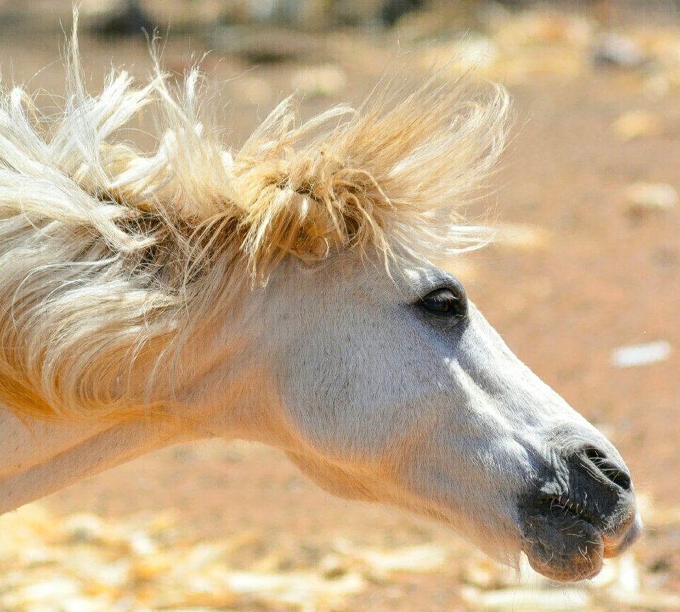 Farm stallion ranch