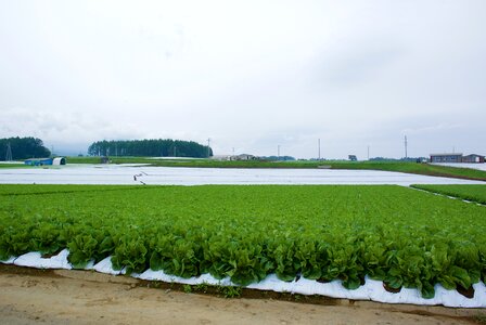 Lettuce field village