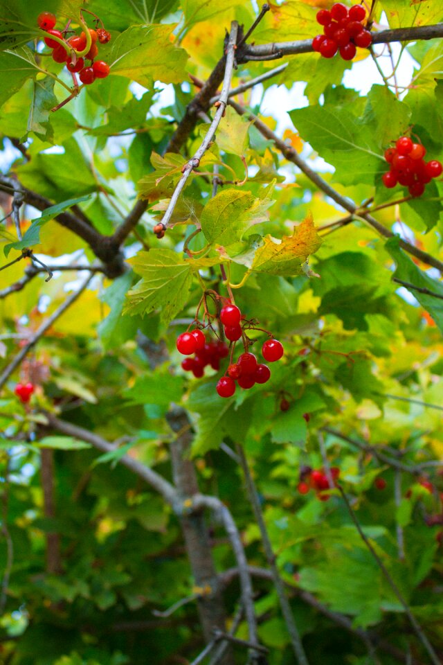 Tree berry plant