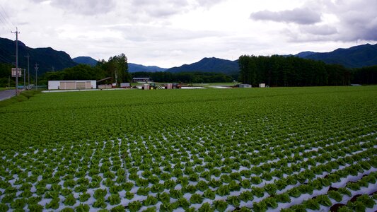 Lettuce field village