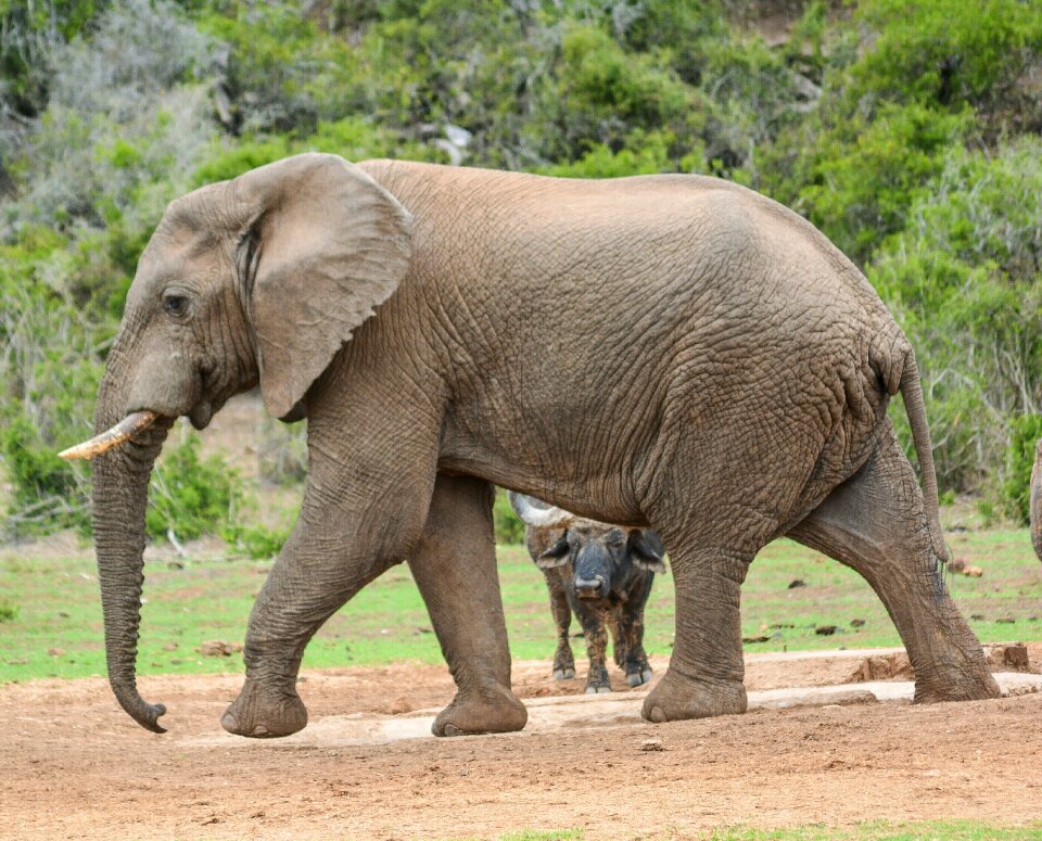 Animal african wildlife