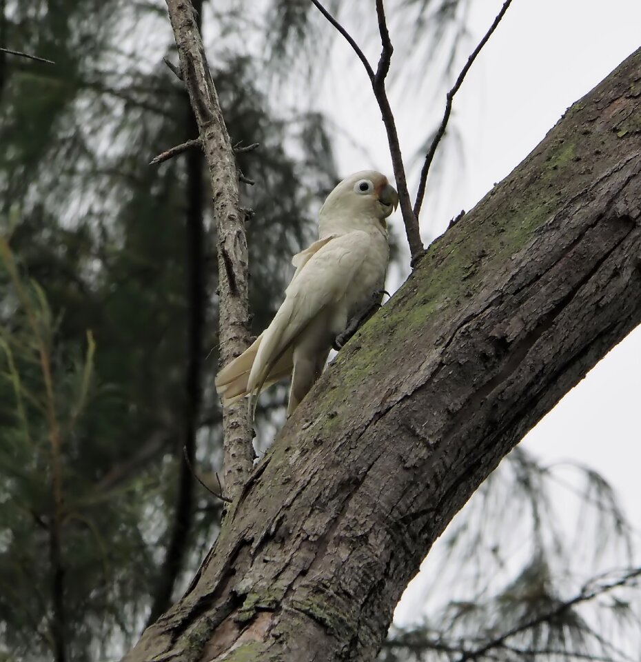 Wood wildlife outdoors