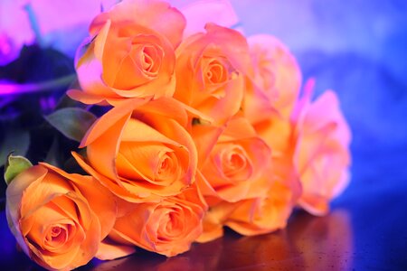 Bouquet of roses romantic romance