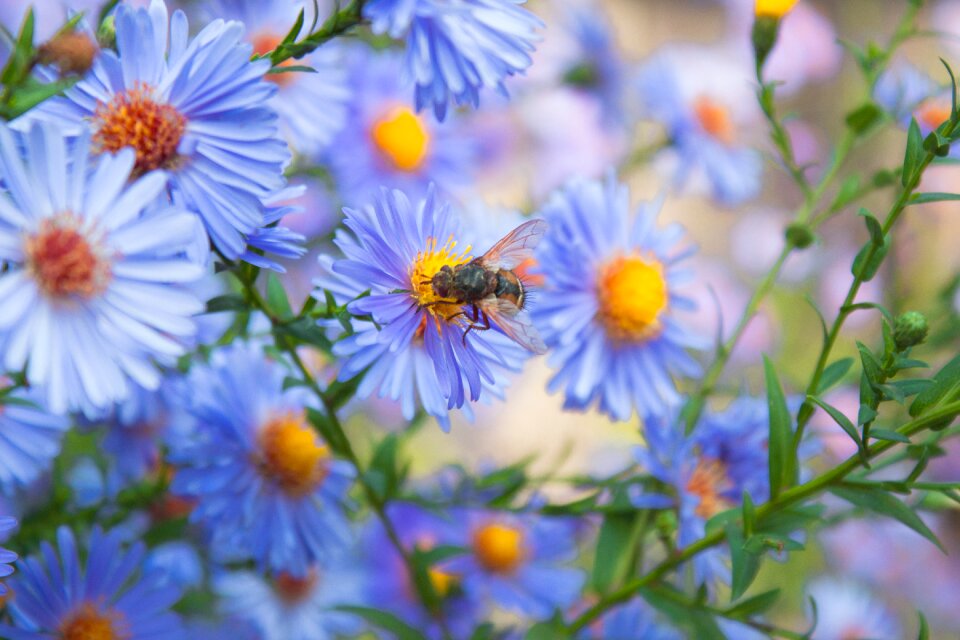 Nature spring insect