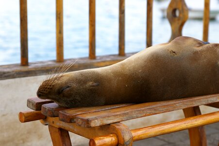 Galapagos island animal world waters photo