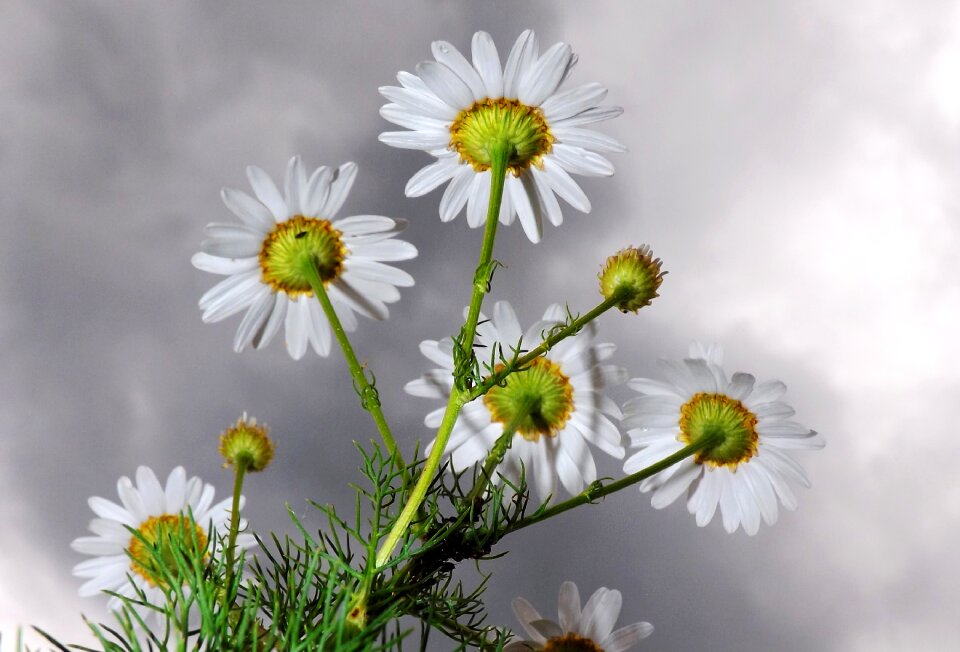 Dark clouds medicinal herb plant