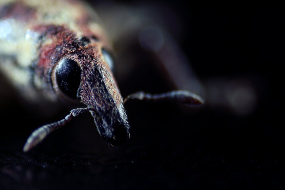 Macro little detail