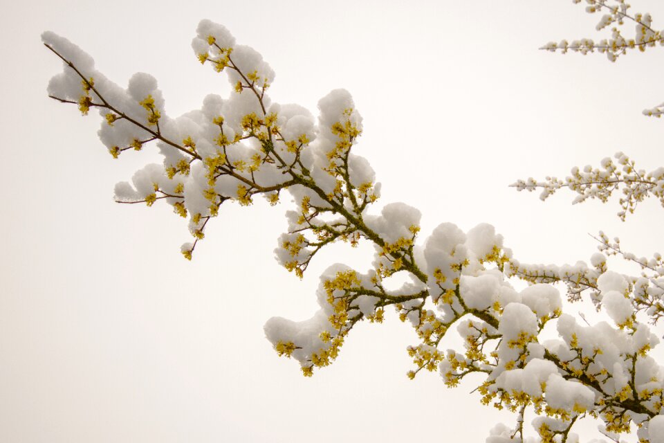 Snow march snow flowers