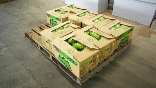 Lettuce field village