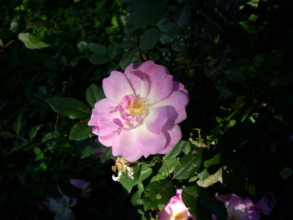 Pink flower penumbra illuminated
