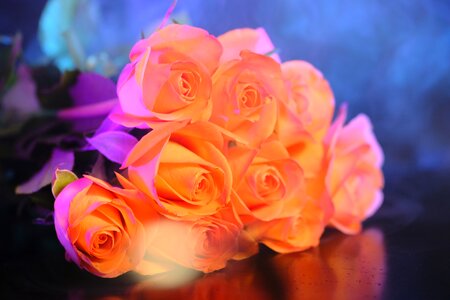 Bouquet of roses romantic romance photo