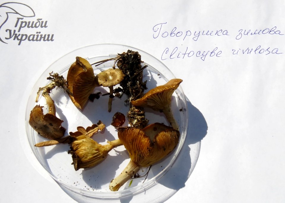 Clitocybe rivulosa Kiev1