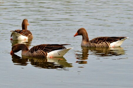 Greylag goose poultry bird