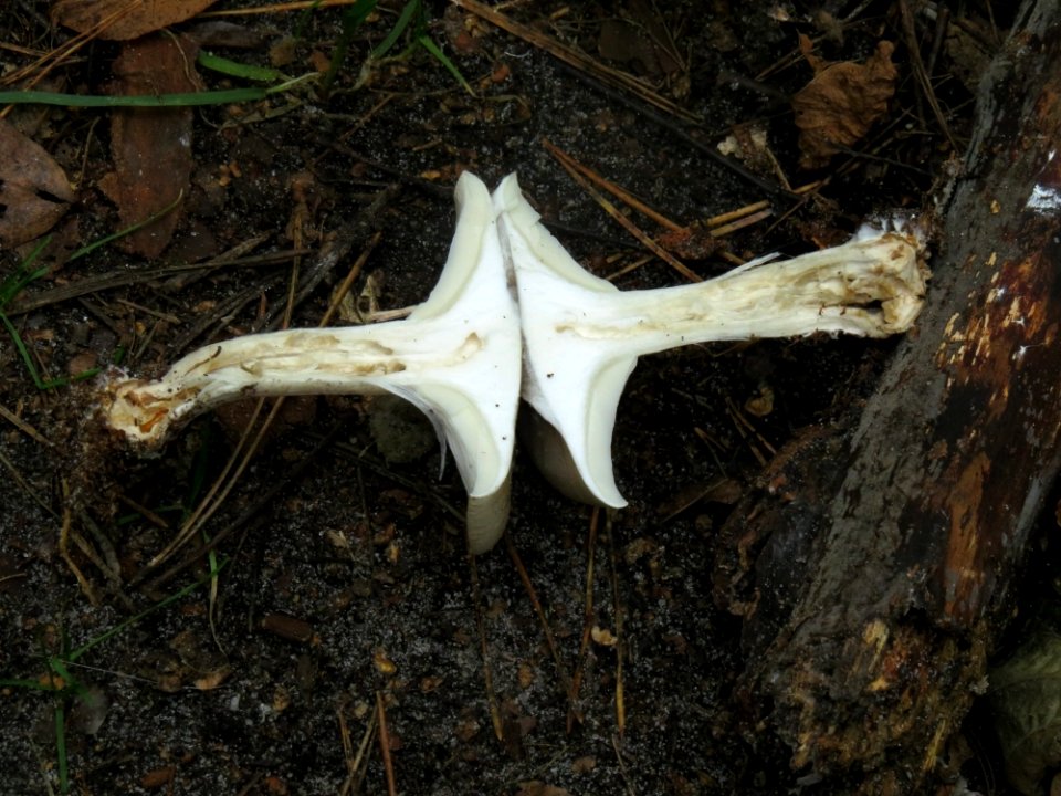 Clitocybe nebularis Kiev3