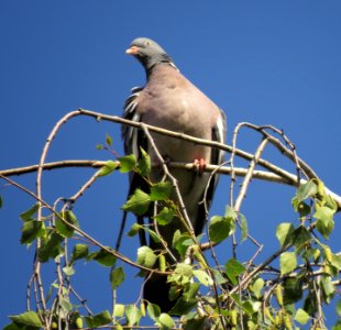 Columba palumbus Nemishayeve1