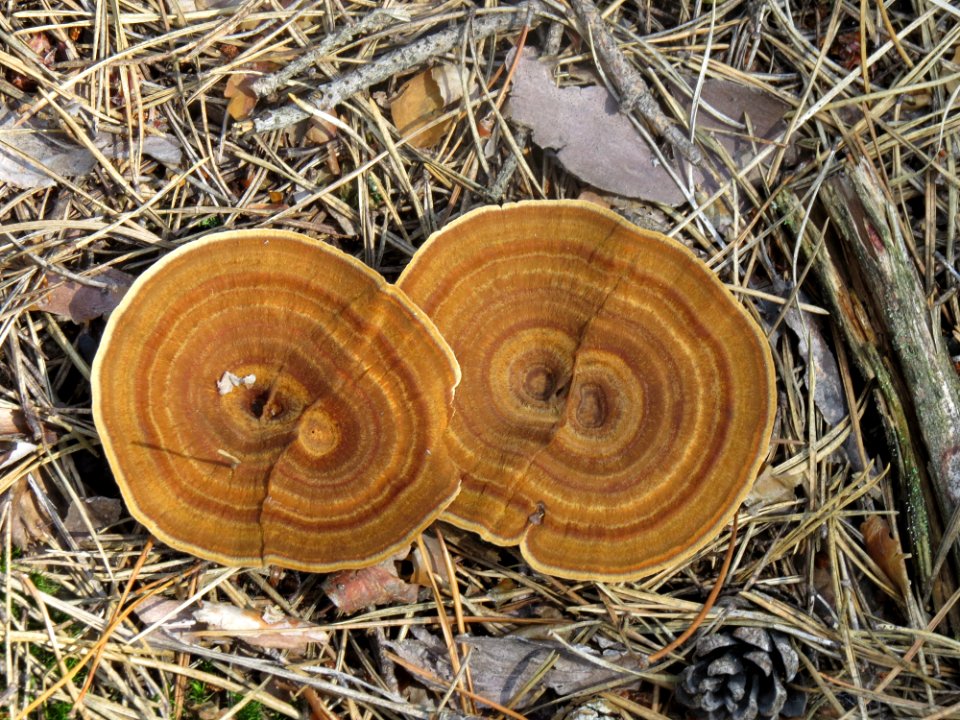 Coltricia perennis Bykivnia3