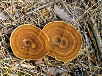 Coltricia perennis Bykivnia3