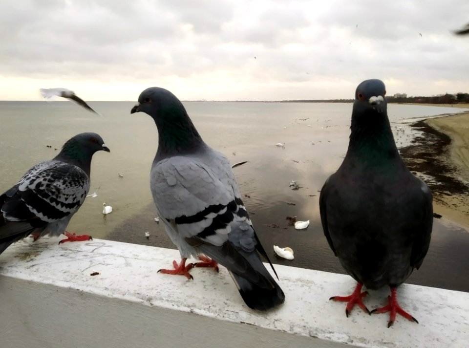 Columba livia Sopot Poland