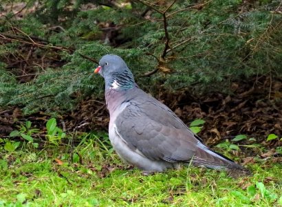 Columba palumbus Gdańsk