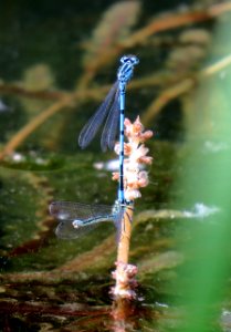 Coenagrion puella Kiev1 photo