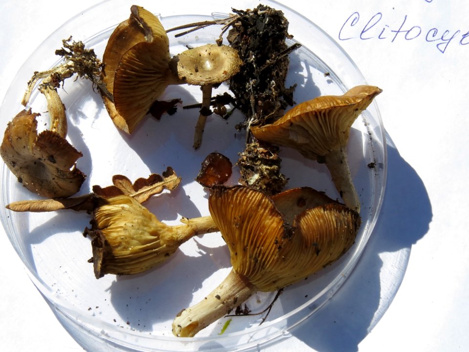 Clitocybe rivulosa Kiev2