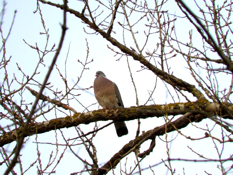 Columba palumbus Kiev3