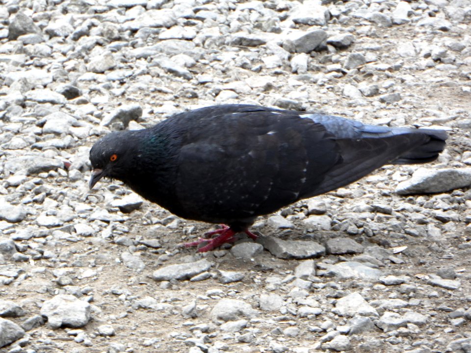 Columba livia (003) photo