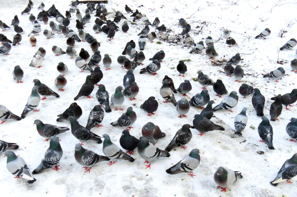 Columba livia Kraków 01