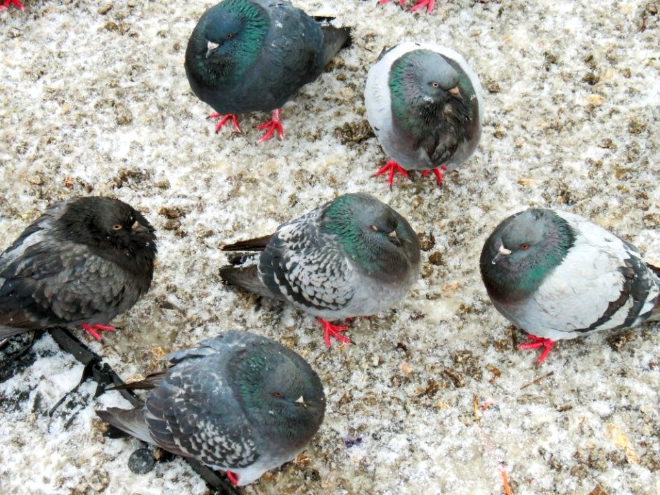 Columba livia Kraków 02