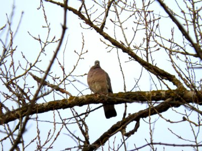 Columba palumbus Kiev2
