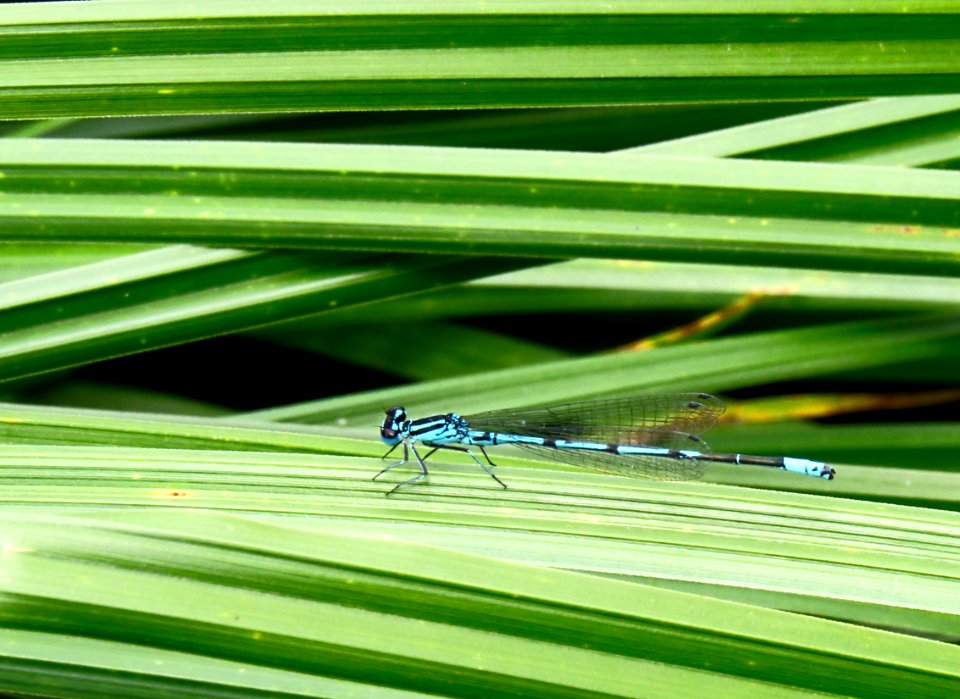 Coenagrion puella Kiev photo