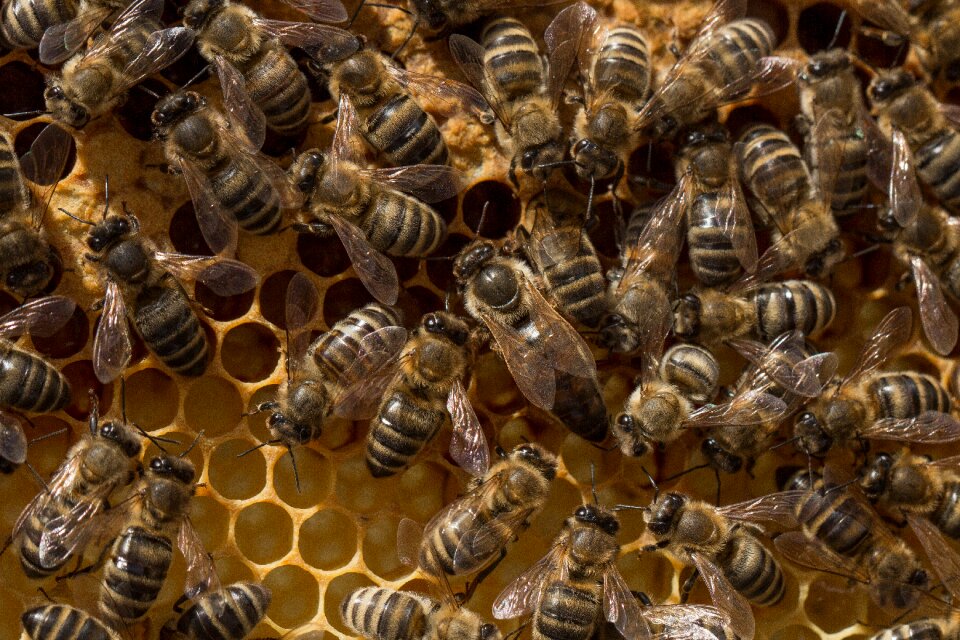 Beeswax honey delicious