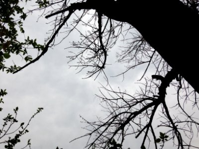 Cielo y ramas