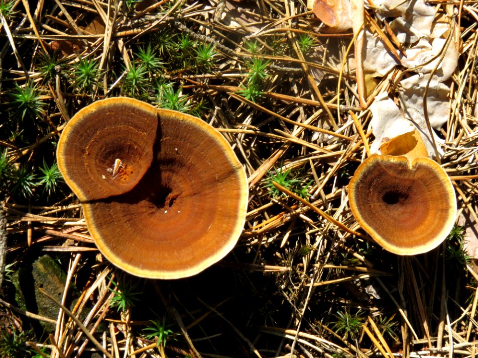 Coltricia perennis Bykivnia1