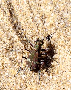 Cicindela hybrida Kiev
